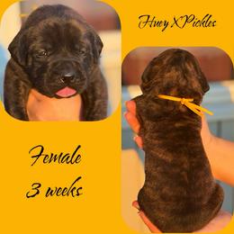 Mae - Brindle female Mastiff puppy in Carthage, Missouri from Mama’s Mastiffs
