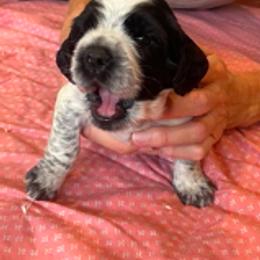 English Springer Spaniel Puppies from Cherri Furness