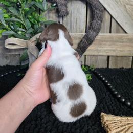 Chocolate Tan Pied - Piebald male Dachshund puppy in Austin, Colorado from Colorado Mini Dachshunds & Mini Pomskies