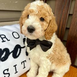 Black Boy - Parti male Poodle puppy in Mc Bain, Michigan from The Dog House