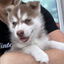 Pax - Red and white male Pomsky puppy in Pasco County, Florida from Pomsky Hills