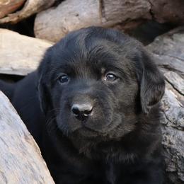 Durango - Black male Labrador Retriever puppy in Camden, Indiana from Prebleridge Acres