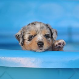 Miniature American Shepherd and Toy Australian Shepherd Puppies from Roeboat Aussies