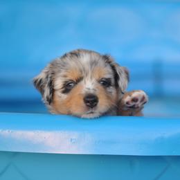 Miniature American Shepherd and Toy Australian Shepherd Puppies from Roeboat Aussies