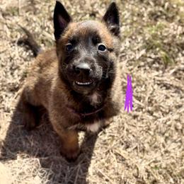 Giraffe - Fawn female Belgian Malinois puppy in Briggs, Texas from Madhouse’s Belgian Malinois and German Shepherds