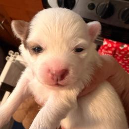 Ariel - Gold and white female Chihuahua puppy in Bellmore, New York from Alyce’s Angels