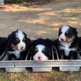 Bernese Mountain Dogs from Desert Mountain Dogs