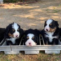 Bernese Mountain Dogs from Desert Mountain Dogs