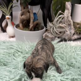 Leopard - Fawn brindle female Whippet puppy in Fort Myers, Florida from Rainbow Whippets