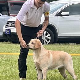 Labrador Retriever Puppies from Flashylabs AKC GRAND CHAMPION SIRED