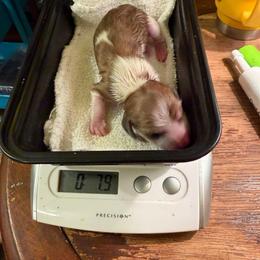 Little cow - Piebald male Dachshund puppy in Irving, Texas from DFW Dachshunds by G & S