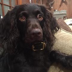 Nelli - Boykin Spaniel