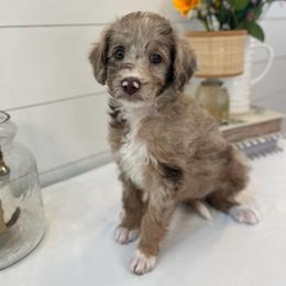 Susan - White and red merle female Bordoodle puppy in Valley Center, California from Circle R Valley Bordoodls