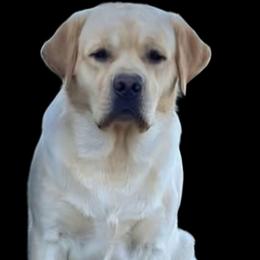 Conrad - Labrador Retriever