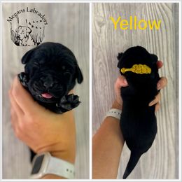 Yellow - Black female Labrador Retriever puppy in Ste. Genevieve, Missouri from Megans Labradors