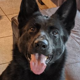 Raven - German Shepherd