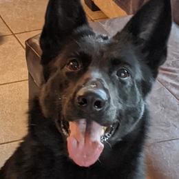 Raven - German Shepherd