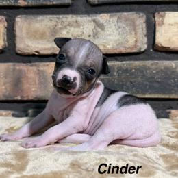 Cinder - White, black sable red female American Hairless Terrier puppy in Buckingham, Illinois from Gaus Hof