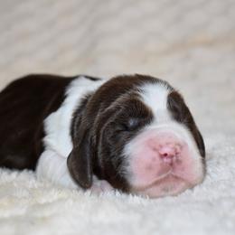 Sandy - Liver and white female English Springer Spaniel puppy in Chapmansboro, Tennessee from Balthrop Bend Farms