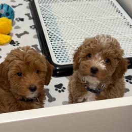 Ziggy - Apricot male Goldendoodle puppy in Yuciapa, California from AlltheDoodlez_