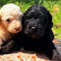 Quaxly - Black female Goldendoodle puppy in Captain Cook, Hawaii from Big Island Goldendoodles