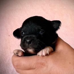Birdie - Black tri female Toy Australian Shepherd puppy in North Lakeport, California from Wild Rose Ranch