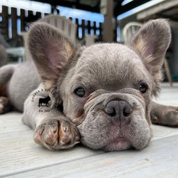 French Bulldogs from Double R Bulldogs