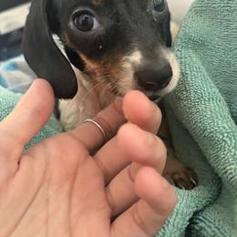 Jasper - Piebald male Dachshund puppy in Conroe, Texas from R&M Dachshunds