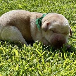 Luke (Green Collar) - Yellow male Dilute Retriever puppy in Little Rock, Arkansas from Charcoal And Silver Labs