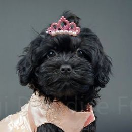 Brenda - Russian Tsvetnaya Bolonka