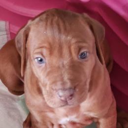 Girl 1 - Rd whtn brn nose female Rhodesian Ridgeback puppy in Caldwell, Idaho from Haley Gross's 	Rhodesian Ridgebacks and Minature Pinchers