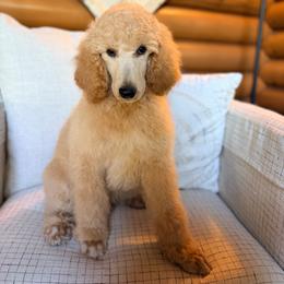 Leif - Cream male Poodle puppy in Detroit Lakes, Minnesota from Pickerel Pups
