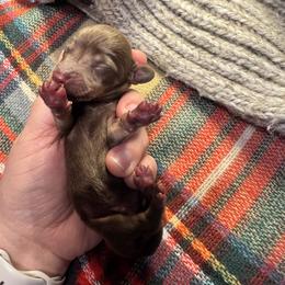 Rusty - Chocolate and tan male Dachshund puppy in Guthrie, Oklahoma from Kingdom Mini Dashchunds