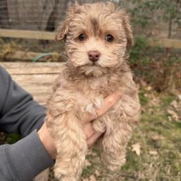 Female 2 - Gold sable female Havapoo puppy in Grants Pass, Oregon from Oregon Valley Pups