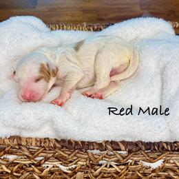 Mulligan - Parti male Goldendoodle puppy in Springville, Utah from JW Doodles