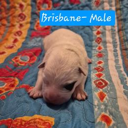 Brisbane - Red mottled male Australian Cattle Dog puppy in Prescott Valley, Arizona from KS Cattle Dogs