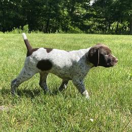 German Shorthaired Pointer Puppies from Thunder Mountain Gun Dogs