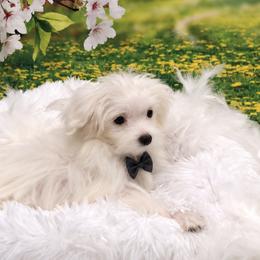Teacup Snow - White male Maltese puppy in North Myrtle Beach, South Carolina from Perfect Puppies