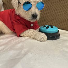 Valentino - White male Poodle puppy in Mobile, Alabama from Semmy’s Standard Poodle LLC