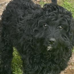 Cavapoos and Springerdoodles from Springerdoodles Plus AZ