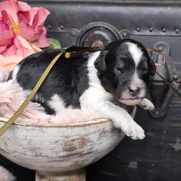 Max - Merle male Springerdoodle puppy in Fargo, North Dakota from Dakota SpringerDoodles