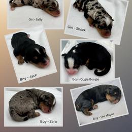 Bernedoodle puppies from Deep Creek Doodles