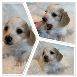 Cashew - Piebald male Dachshund puppy in Chehalis, Washington from McJazzin Doxies