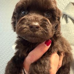 BB choc boy 3 - Brown male Cockapoo puppy in Haines City, Florida from Camic Cockapoos