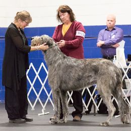 Irish Wolfhound Puppies from Boondocks Irish Wolfhounds