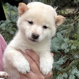 Boy 1 - Cream male Shiba Inu puppy in Winthrop, Minnesota from Kayobi Shibas