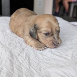 Pearl - Fawn (isabella) and tan female Dachshund puppy in Waddell, Arizona from The Bearded Companions