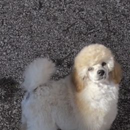 Poodle Puppies from Zoelle Poodles