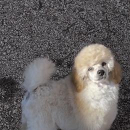 Poodle Puppies from Zoelle Poodles