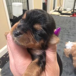 Althia - Chocolate female Morkie puppy in Winston Salem, North Carolina from Patty’s Paws